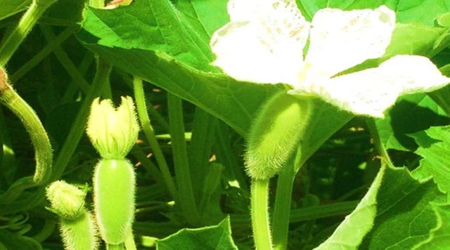 Bottle Gourd Leaves (Lau Shak) 1 Bunch