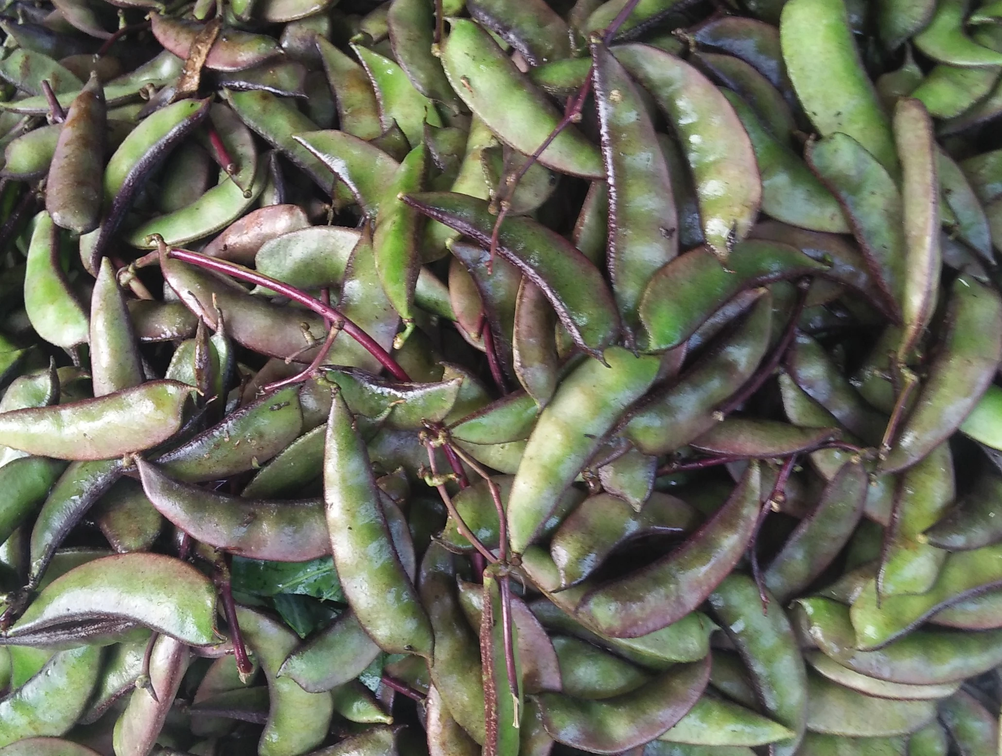 Flat Bean (Shim) 1kg