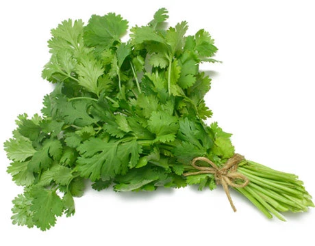 Coriander - Dhonia Pata 1 Bundel