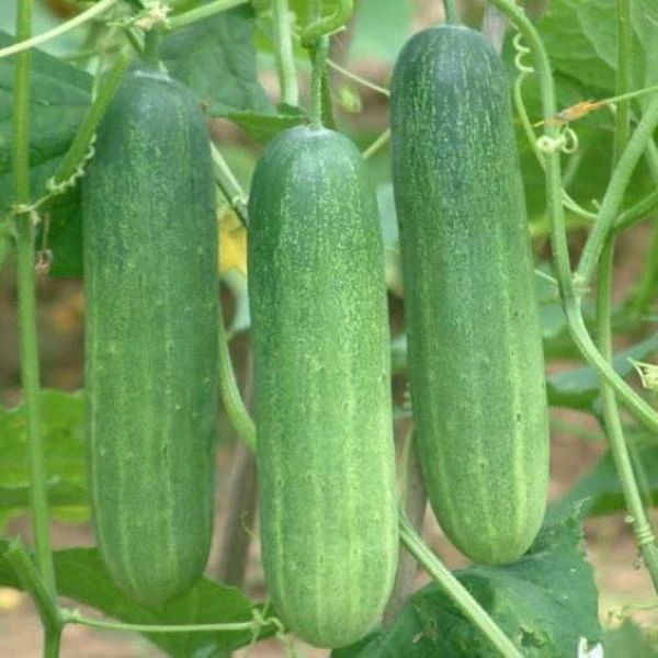 Cucumber - Shosha 1 KG