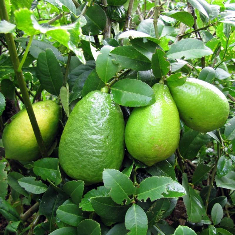 Green Long Lemon 4 pieces