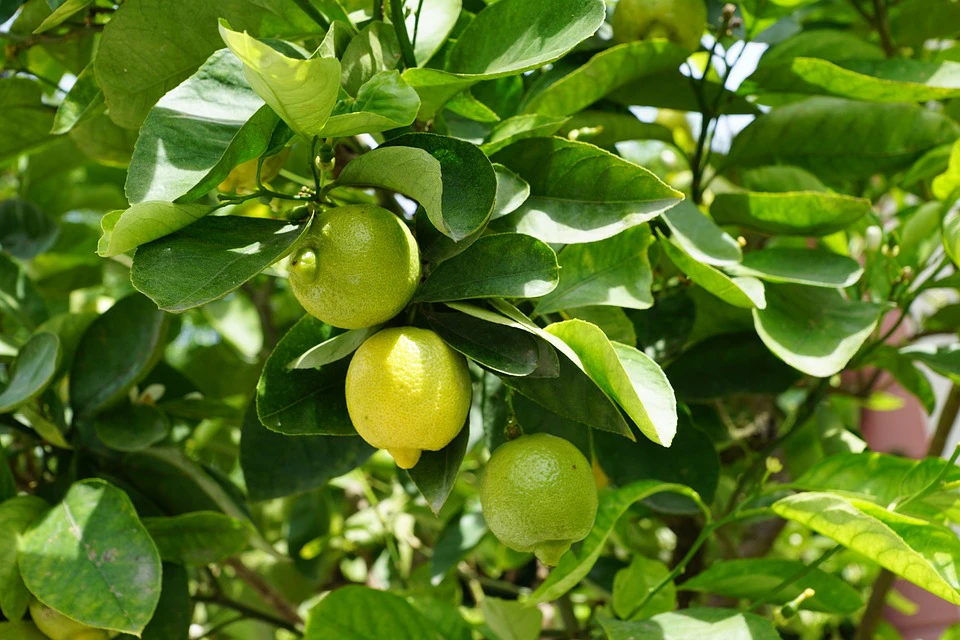 Green Round Lemon 4 pieces