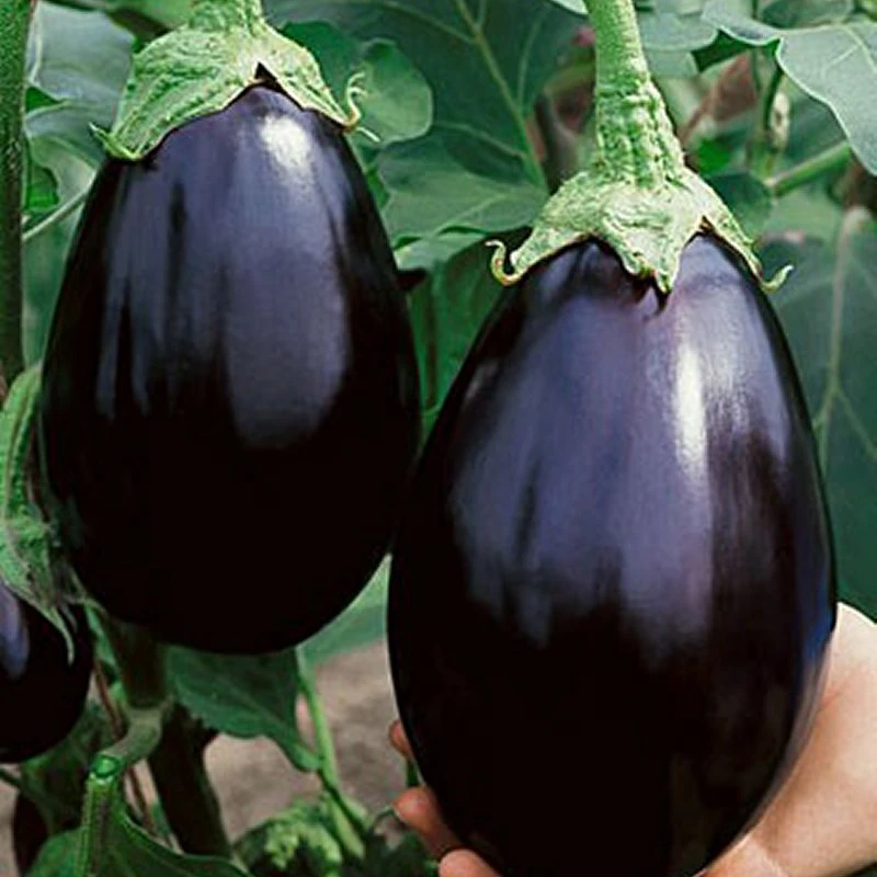 Round Purple Eggplant 1 kg