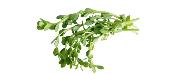 Brahmi Leaves 1 Bundle