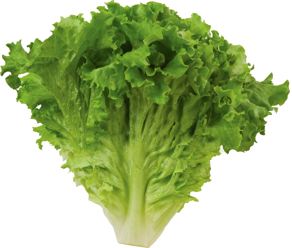 Green Lettuce Leaf 250 gm
