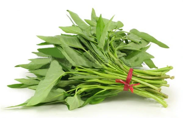 Water Spinach (Kalmi Shak) 1 Bundle
