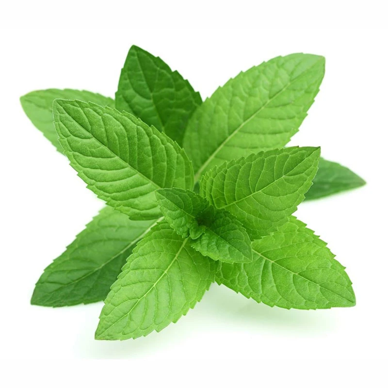 Mint Leaves - Pudina Pata 100 gm