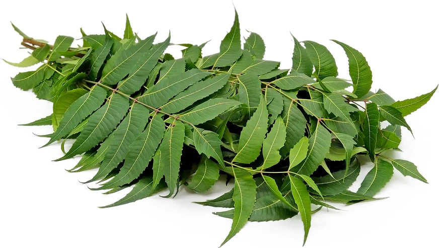 Neem Pata 1 Bundle
