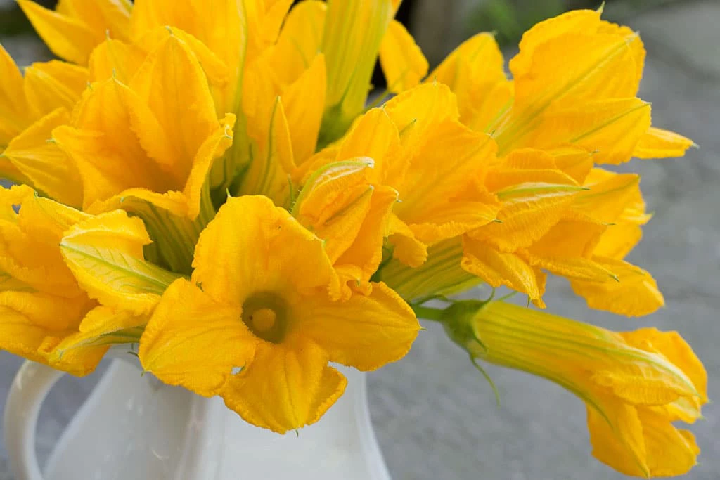 Pumpkin Flowers 10 PCS