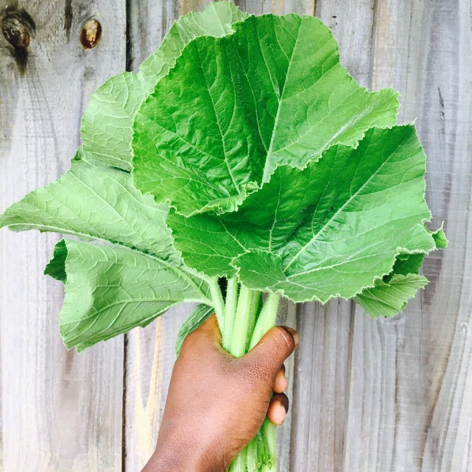 Pumpkin Green Leaves - Kumro Saakh 1 Bundle