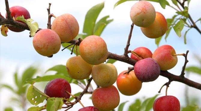 Apple Plum 1 KG