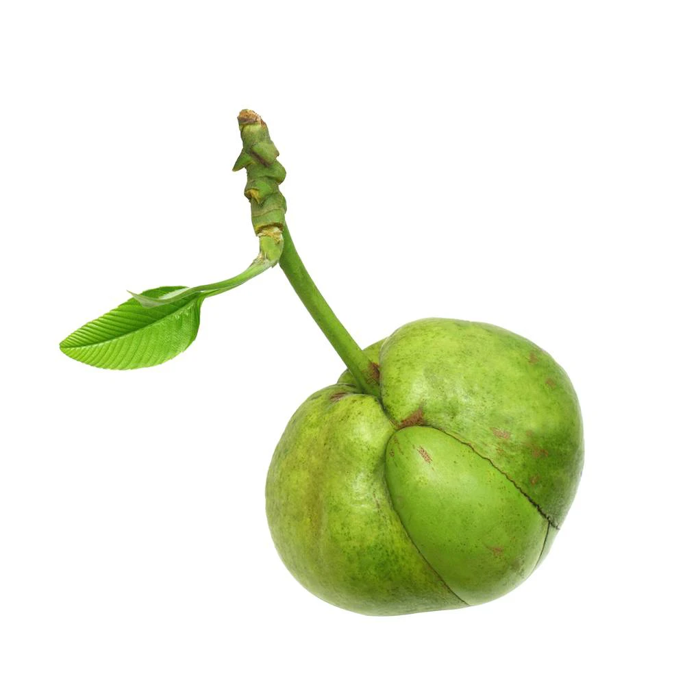 Elephant Apple - Chalta 1 Pc