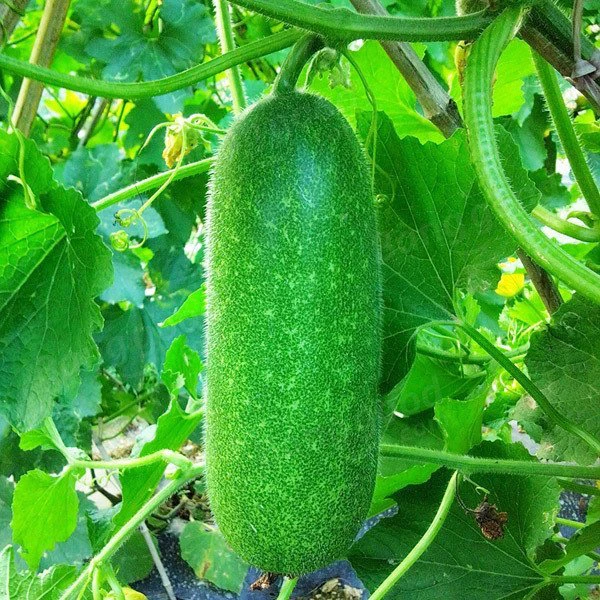 Water Pumpkin - Chal Kumra 1 PCS