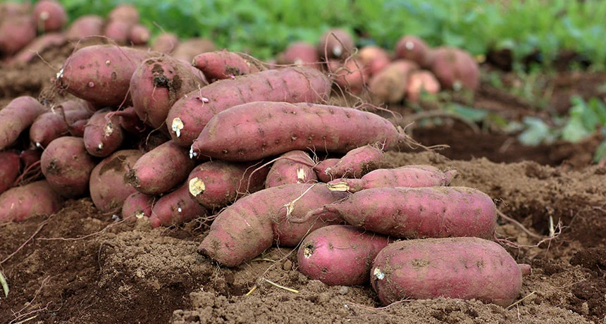Sweet Potato - Misti Alo 500 gm