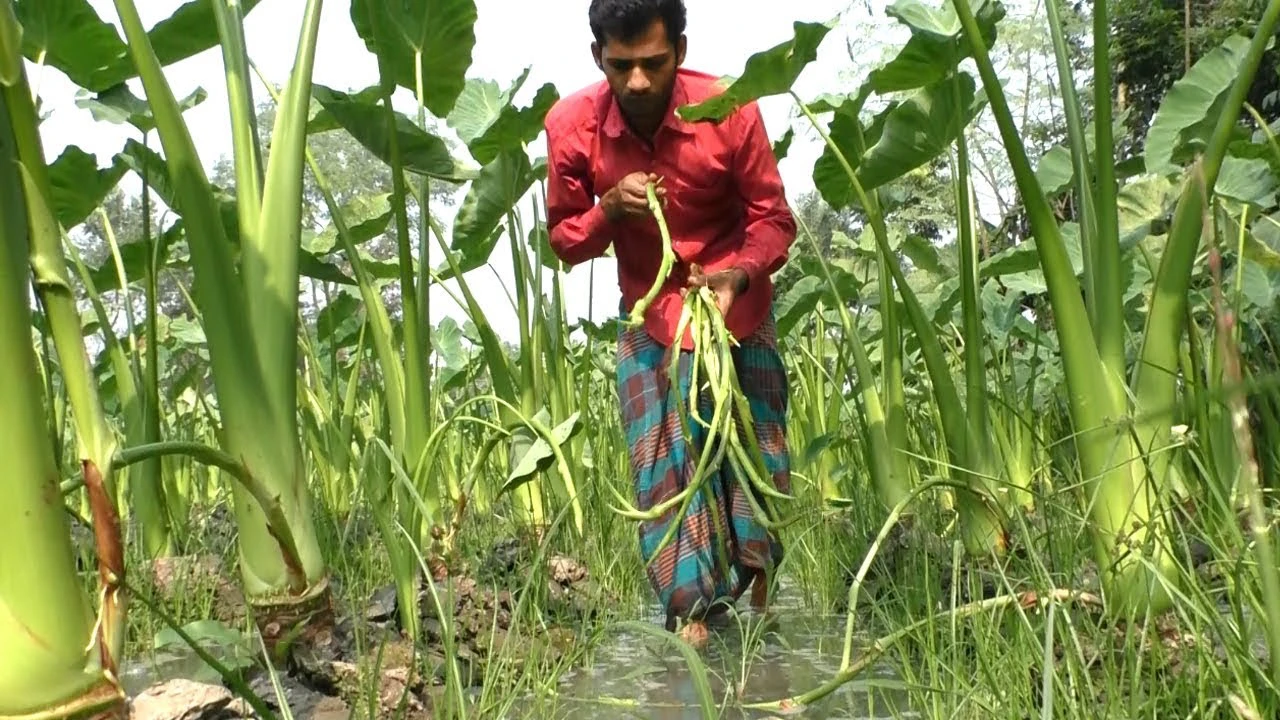Stolon of Taro - Kochur Loti 500 gm