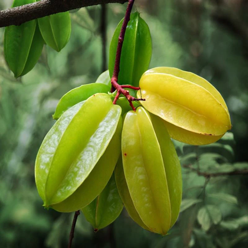 Star Fruit Kamranga 4 PCS