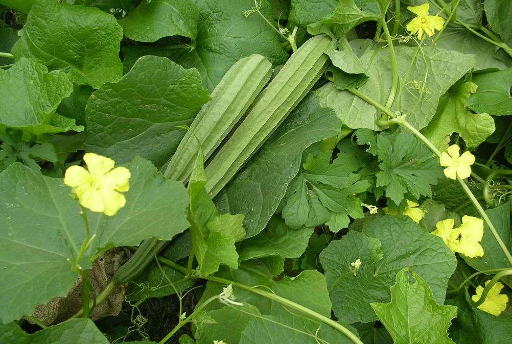 Ridge Gourd - Jhinge 500 gm