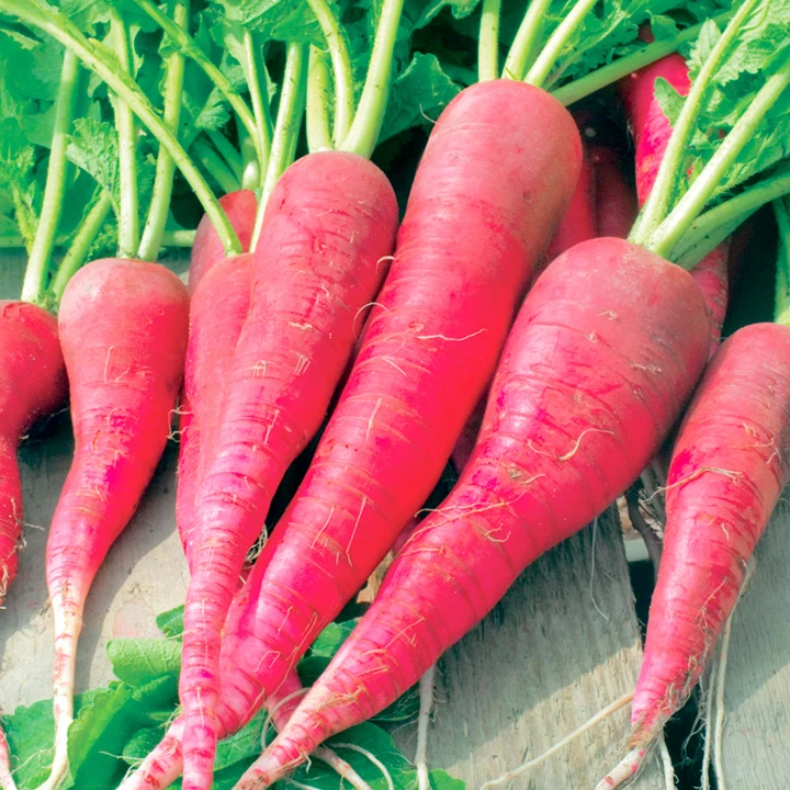 Red Radish Mulo 500 gm