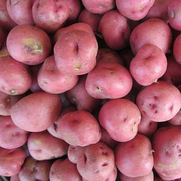 Potato Red Medium 500 gm