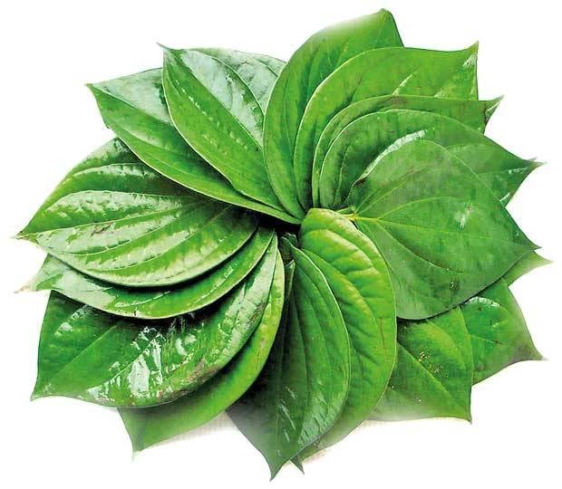 Paan - Betel Leaf 20 Pcs