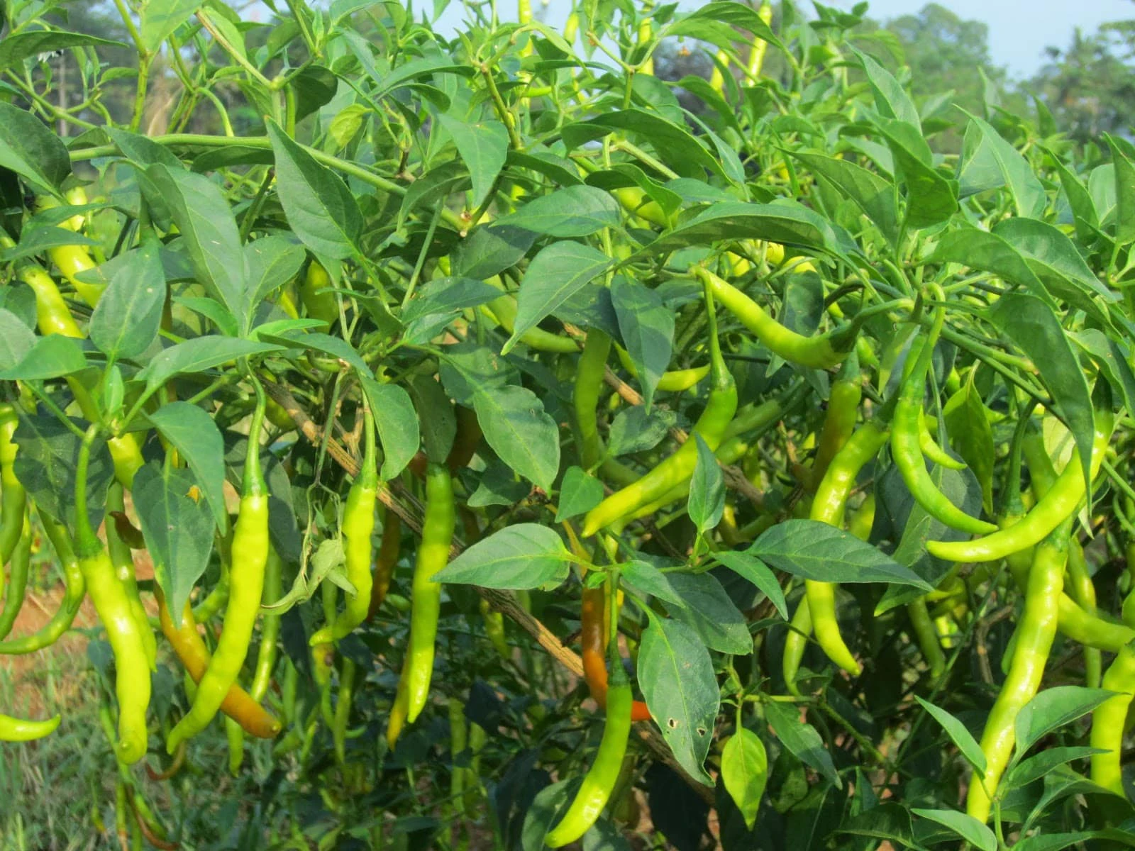 Kacha Morich Long (Green Chilli) 250 gm