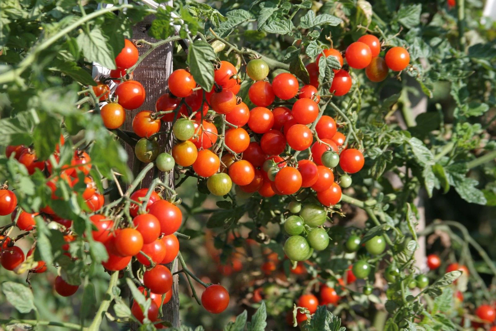 Cherry Tomato 200 gm