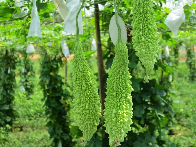 Bitter Gourd - Korola 500 gm